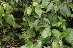 Rhynchoglossum notonianum